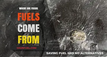 Unveiling the Ancient Origins of Fossil Fuels: A Journey Through Time