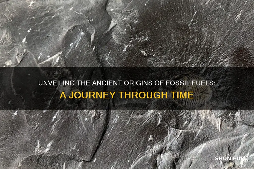 where are fossil fuels come from