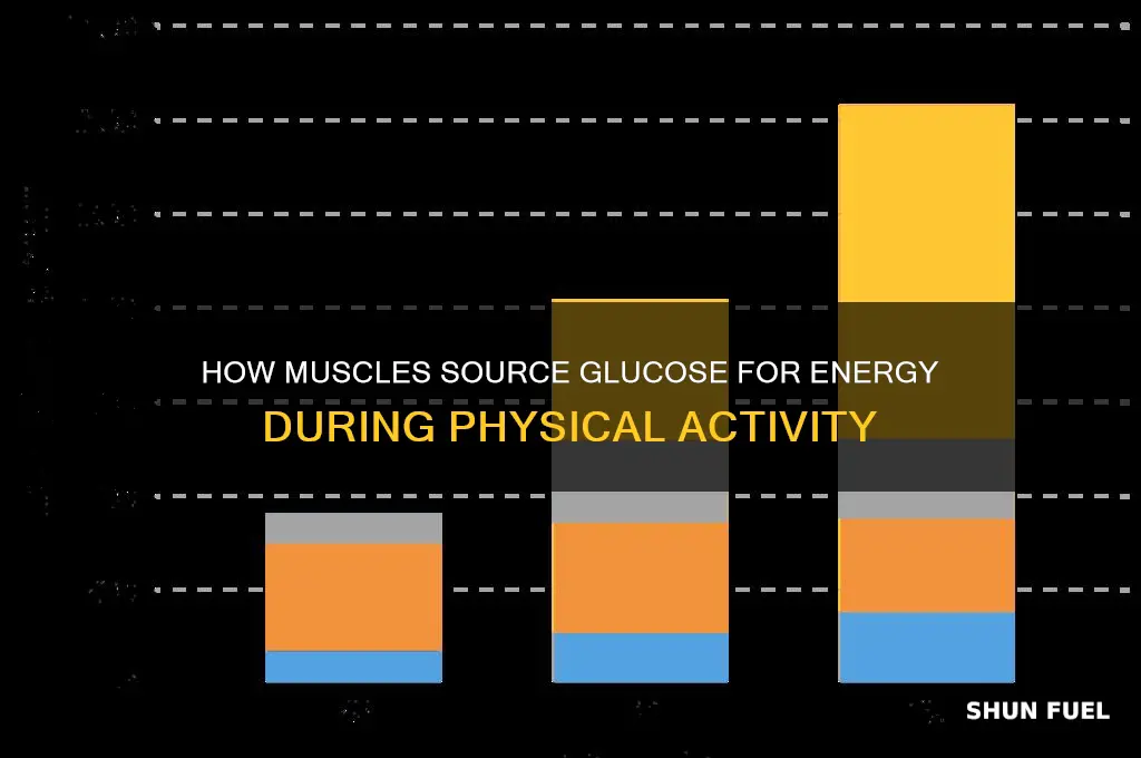 where can your muscles get glucose to fuel activity
