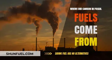 The Ancient Origins of Carbon in Fossil Fuels Explained