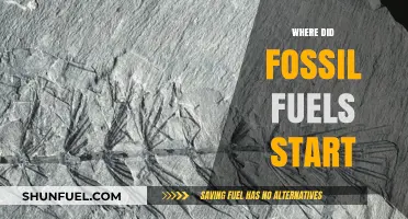 The Ancient Origins of Fossil Fuels: A Journey Through Time