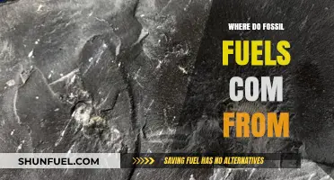Unveiling the Ancient Origins of Fossil Fuels: A Journey Through Time