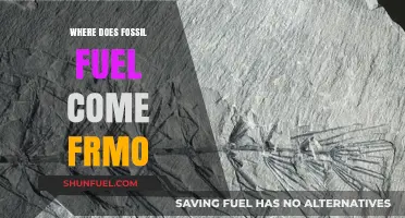 Uncovering the Ancient Origins of Fossil Fuels: A Journey Through Time