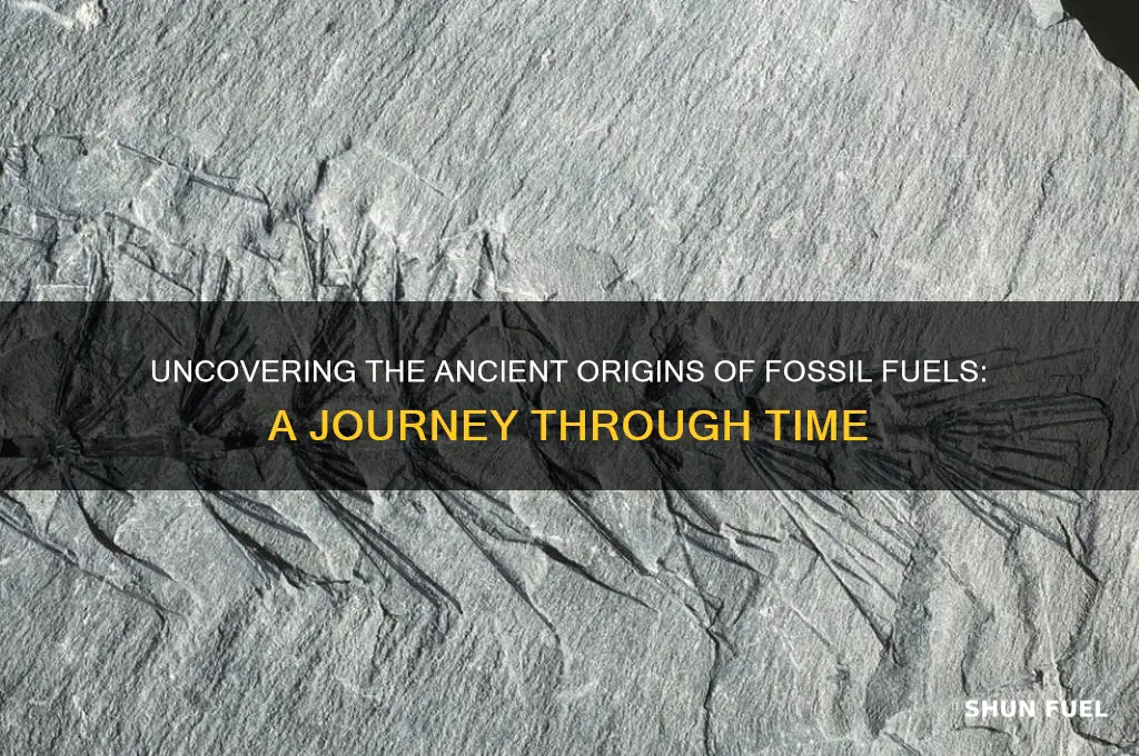 where does fossil fuel come frmo