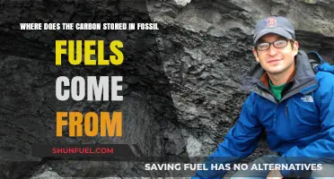 Unveiling the Ancient Origins of Carbon in Fossil Fuels