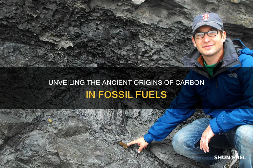 where does the carbon stored in fossil fuels come from