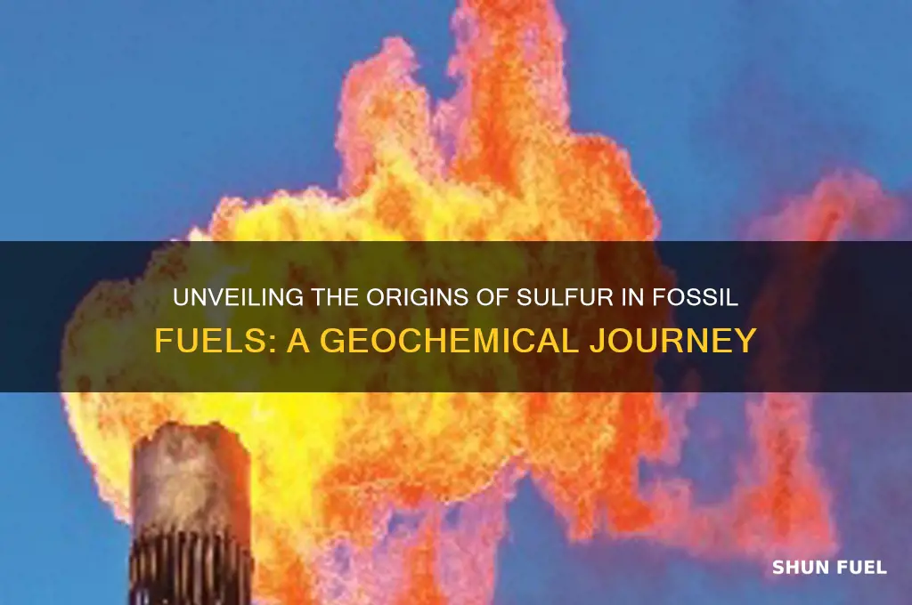 where does the sulfur in fossil fuels come from