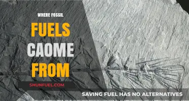 Unveiling the Ancient Origins of Fossil Fuels: A Journey Through Time