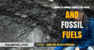 Carbon's Journey: Tracing Its Presence in Fossils and Fossil Fuels