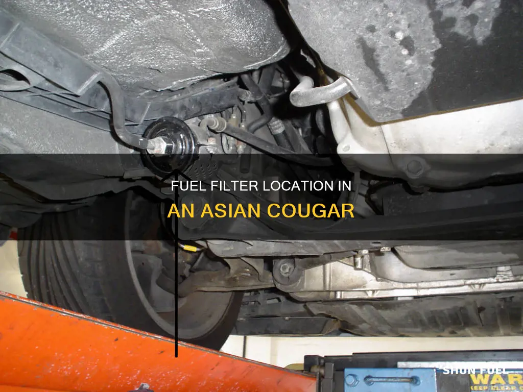 where is the fuel filter on a asian cougar