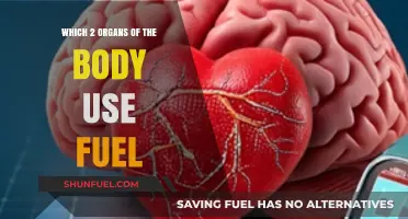 How the Brain and Heart Utilize Fuel for Optimal Function