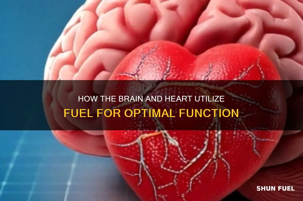 which 2 organs of the body use fuel