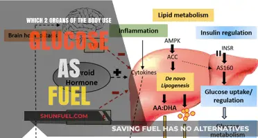 Brain and Muscles: The Vital Organs Fueled by Glucose