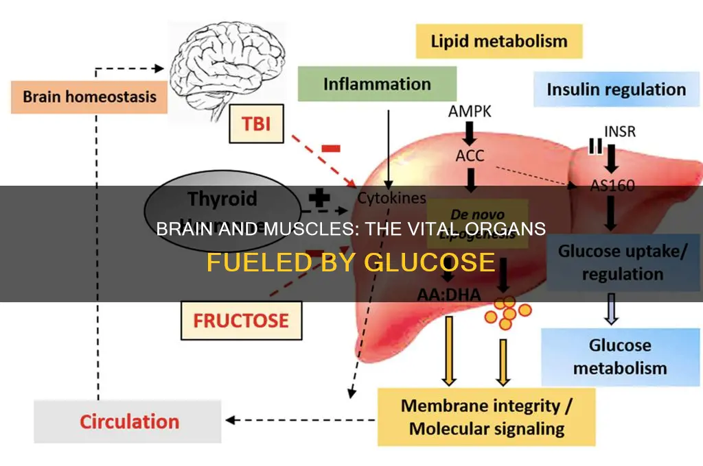 which 2 organs of the body use glucose as fuel