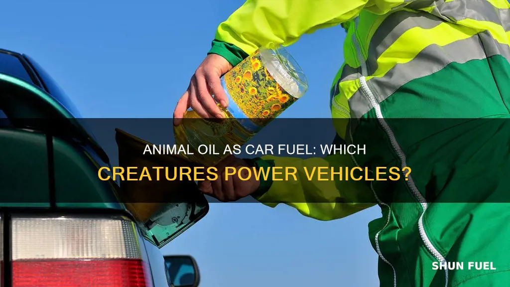 which animal oil is used for car fuel