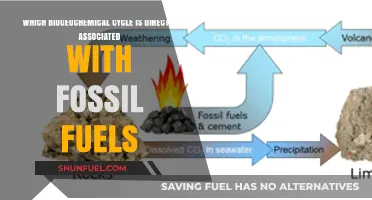 Fossil Fuels and the Carbon Cycle: A Biogeochemical Connection