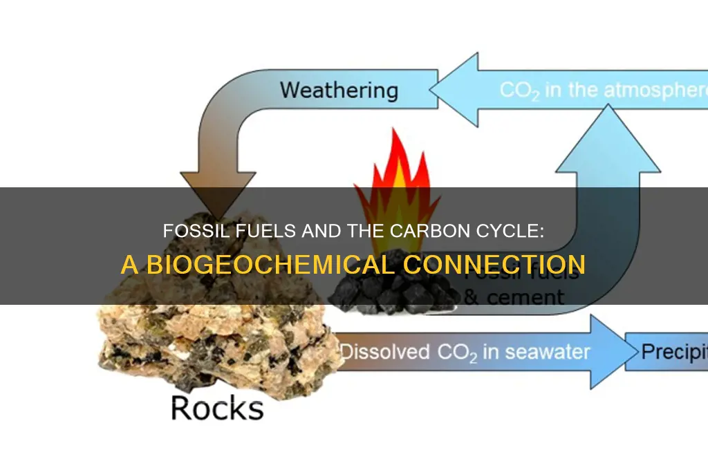 which biogeochemical cycle is directly associated with fossil fuels