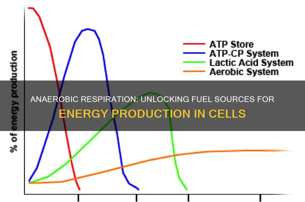 which can be used for fuel during anaerobic respiration
