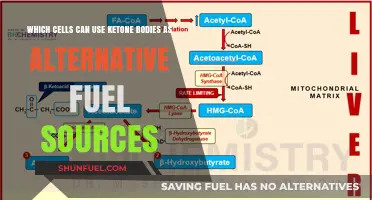 Ketone Bodies: Alternative Fuel for Brain, Muscle, and Heart Cells