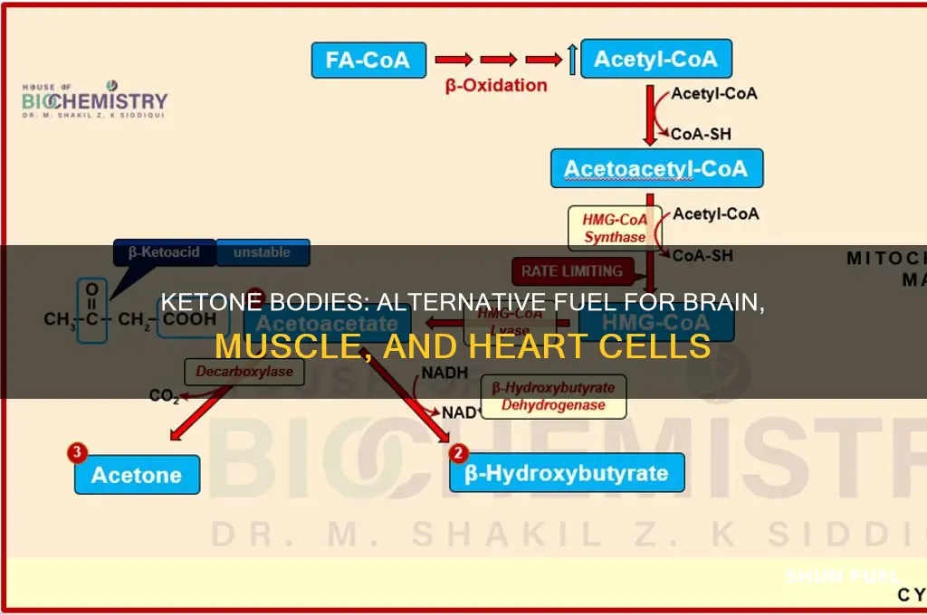 which cells can use ketone bodies as alternative fuel sources