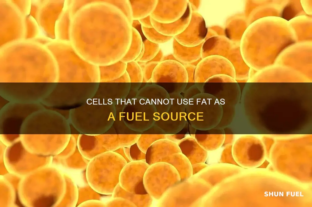 which cells cannot use fat as a fuel source