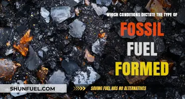 Environmental Factors Shaping Fossil Fuel Formation: Conditions and Types Explained