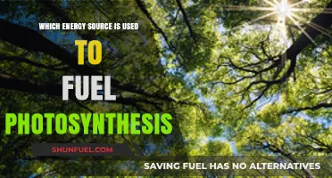 Sunlight: The Essential Energy Source Powering Photosynthesis in Plants