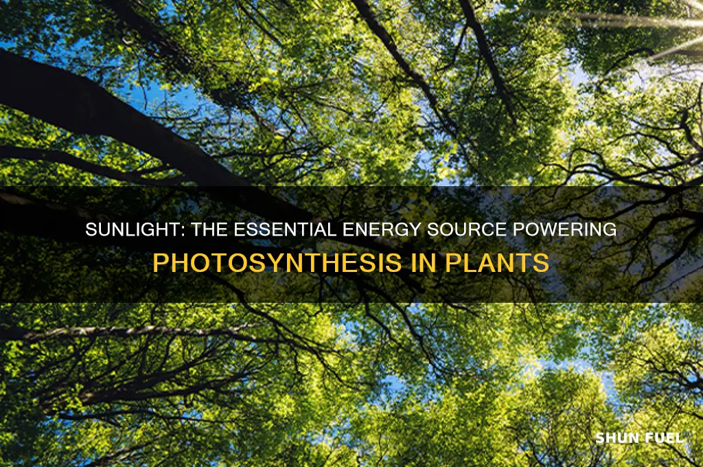 which energy source is used to fuel photosynthesis