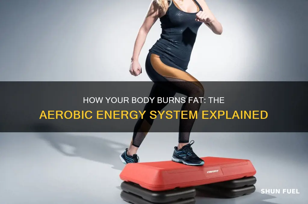 which energy system uses fat as a fuel