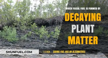 Decaying Plant Matter: The Origin of Coal, a Fossil Fuel