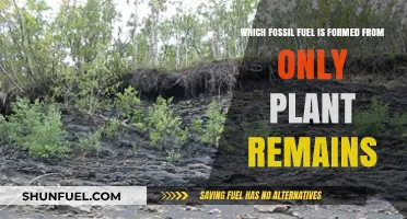 Plant-Based Power: The Fossil Fuel Derived Solely from Ancient Vegetation