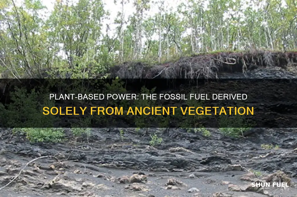 which fossil fuel is formed from only plant remains