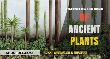 Ancient Plant Remains: Unveiling the Fossil Fuel Connection