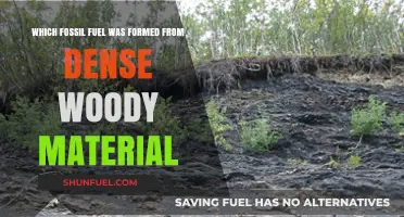 Dense Woody Material's Fossil Fuel Legacy: Unveiling Coal's Origins