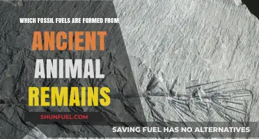Ancient Animal Remains: The Surprising Origins of Fossil Fuels