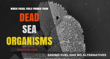 Ocean's Legacy: Fossil Fuels Born from Ancient Sea Life Remains
