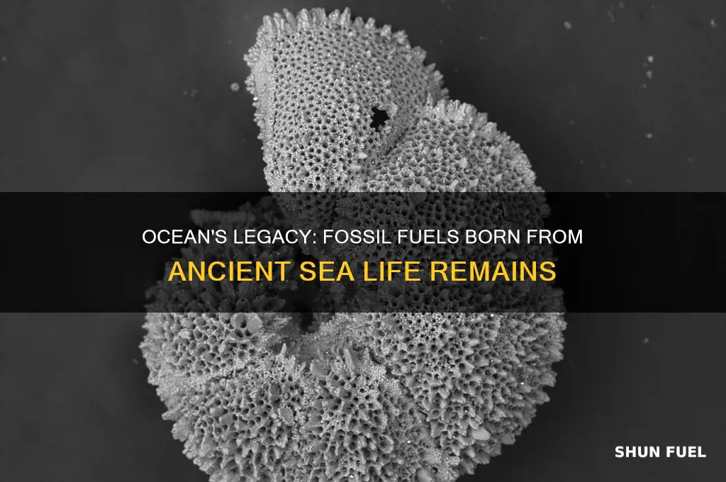 which fossil fuels formed from dead sea organisms