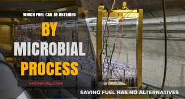 Microbial Magic: Unlocking Sustainable Fuel Through Biological Processes