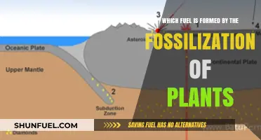 Plant Fossilization: The Natural Process Behind Coal Formation Explained