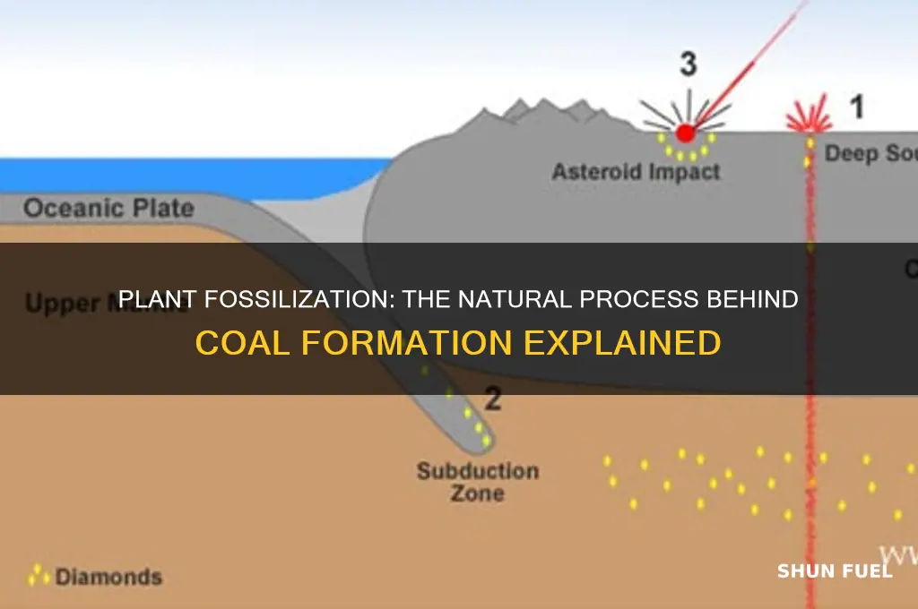 which fuel is formed by the fossilization of plants
