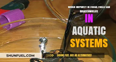Toxic Mercury: How Fossil Fuel Impurities Bioaccumulate in Aquatic Ecosystems