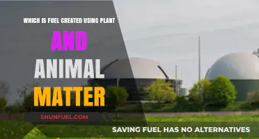 Biofuel Basics: How Plant and Animal Matter Power Our World