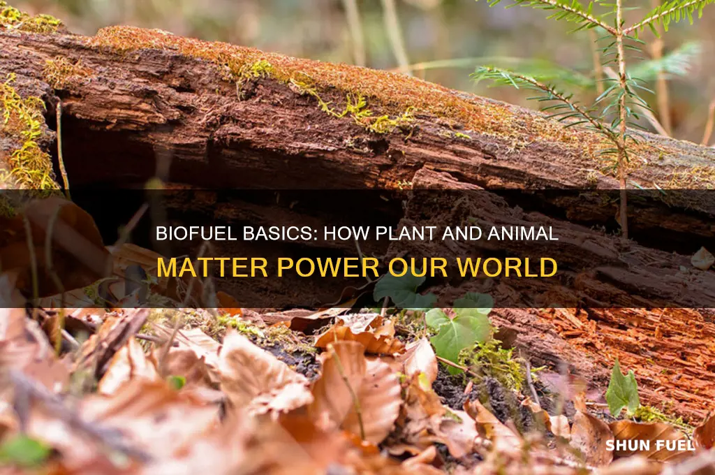 which is fuel created using plant and animal matter