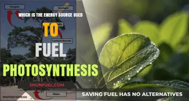 Sunlight: The Essential Energy Source Powering Photosynthesis in Plants