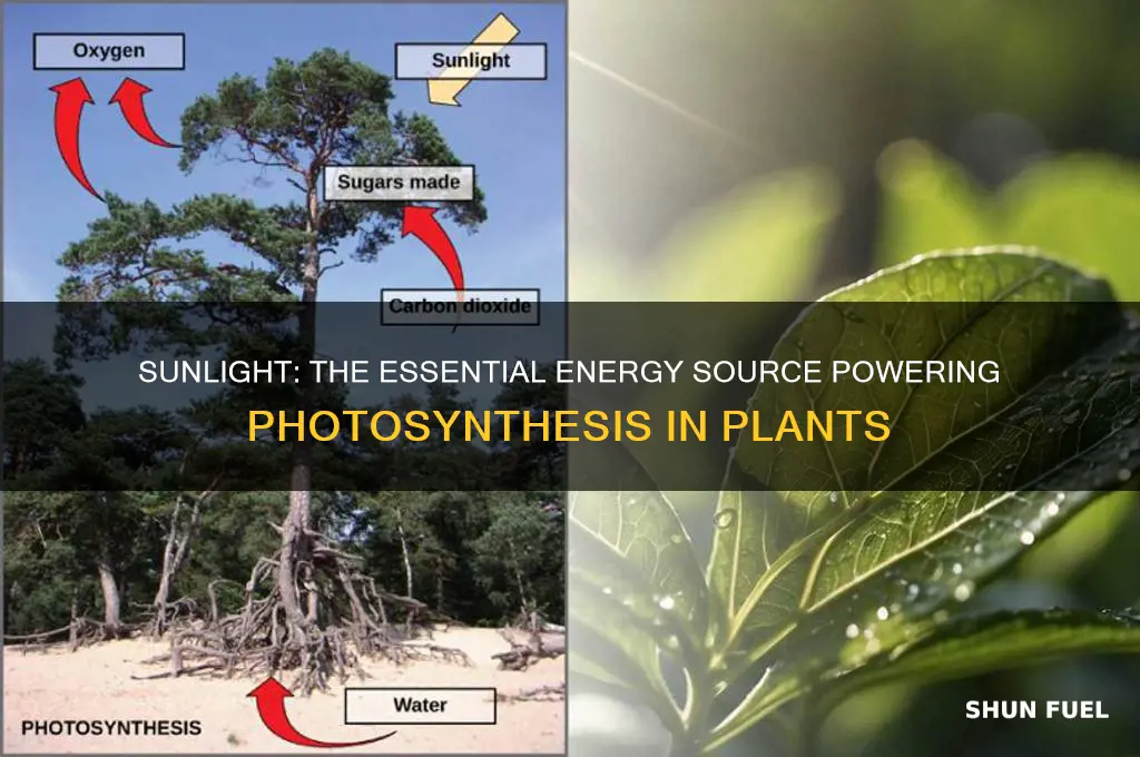 which is the energy source used to fuel photosynthesis