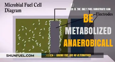 Anaerobic Metabolism: The Unique Fuel Substrate That Powers It