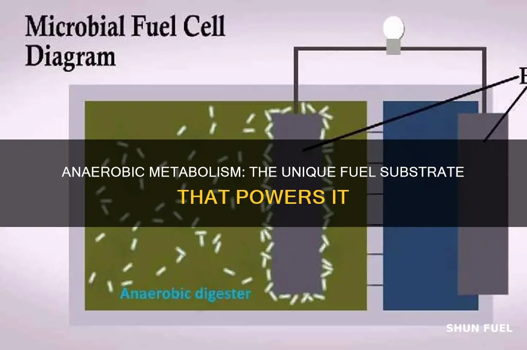 which is the only fuel substrate can be metabolized anaerobically