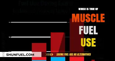 Muscle Fuel Use: Unraveling the Truth Behind Energy Sources