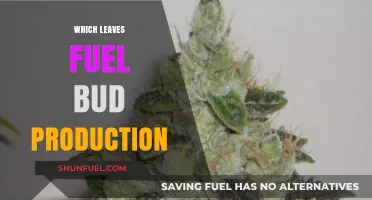 Leaves That Power Bud Growth: Unlocking Nature's Fuel Secrets