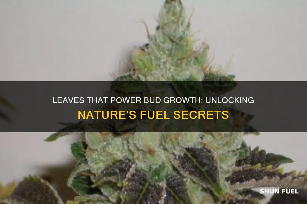which leaves fuel bud production